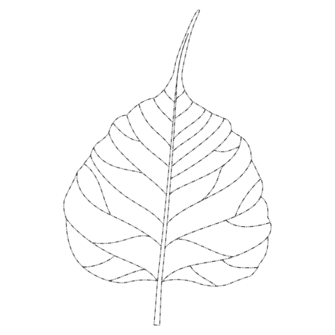 Peepal Leaf